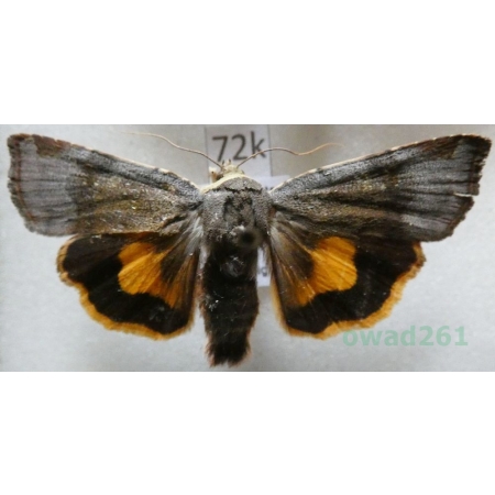 Noctua janthe (Borkhausen, 1792) Rolnica przepaska Czech72k